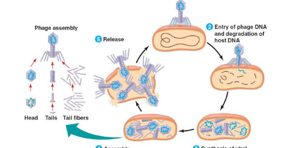 Lytic-Cycle-Good Lytic-Cycle-Good