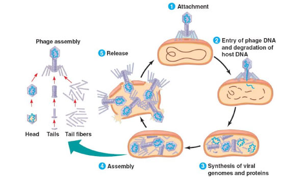 Lytic-Cycle-Good Lytic-Cycle-Good