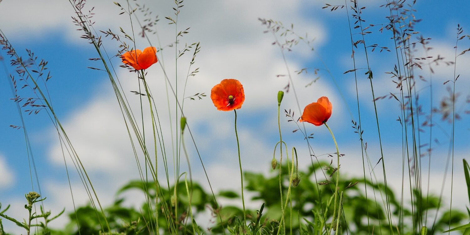CryoDragon Remembrance Day 2016 – Poppies in the Field CryoDragon Remembrance Day 2016 - Poppies in the Field