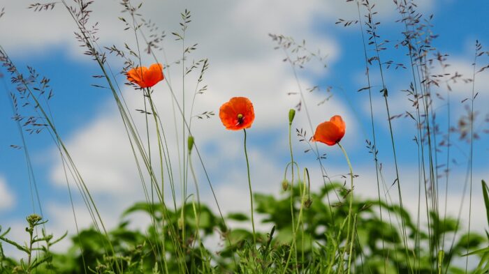CryoDragon Remembrance Day 2016 - Poppies in the Field