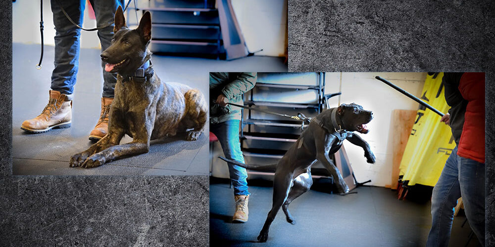 CryoDragon Kitchener Waterloo Cambridge Professional Photography Shield K9 CryoDragon Kitchener Waterloo Cambridge Professional Photography Shield K9
