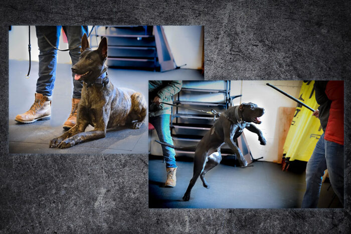 CryoDragon Kitchener Waterloo Cambridge Professional Photography Shield K9